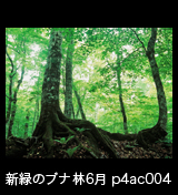 世界自然遺産「白神山地」初夏の緑深まるブナ大木の森 6月 p4ac004
