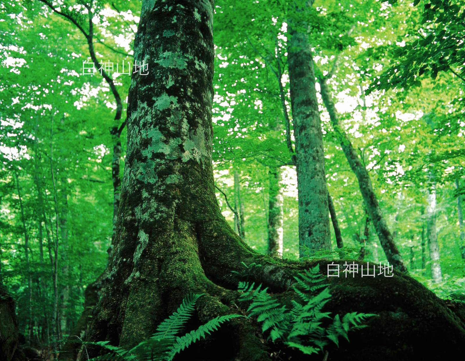 世界自然遺産「白神山地」初夏の緑深まるブナ巨木の森 6月 p4ac005