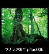世界自然遺産「白神山地」初夏の緑深まるブナ巨木の森 6月 p4ac005