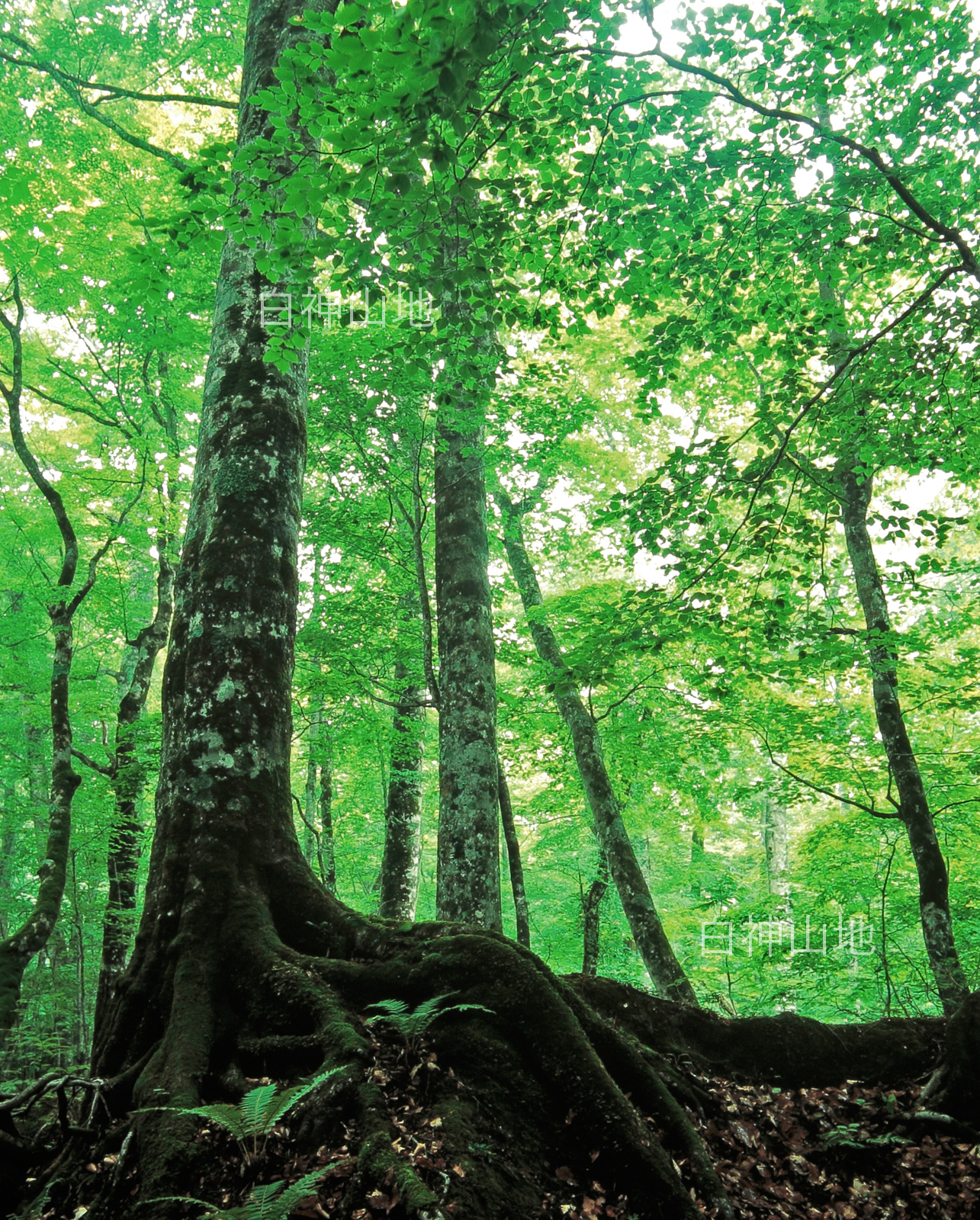 世界自然遺産「白神山地」初夏の緑深まるブナ巨木の森　縦 6月 p4ac006