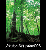 世界自然遺産「白神山地」初夏の緑深まるブナ巨木の森　縦 6月 p4ac006