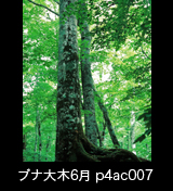 世界自然遺産「白神山地」初夏の緑深まるブナ大木の森　縦 6月 p4ac007