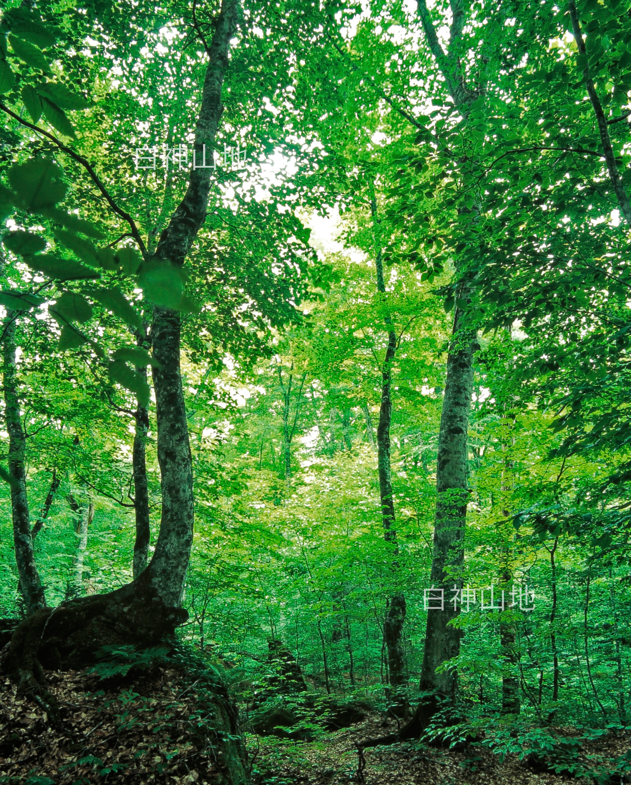  世界自然遺産「白神山地」森の色　新緑のブナ林　縦　6月　p4ac008