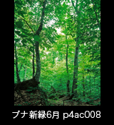 世界自然遺産「白神山地」森の色　新緑のブナ林　縦　6月　p4ac008