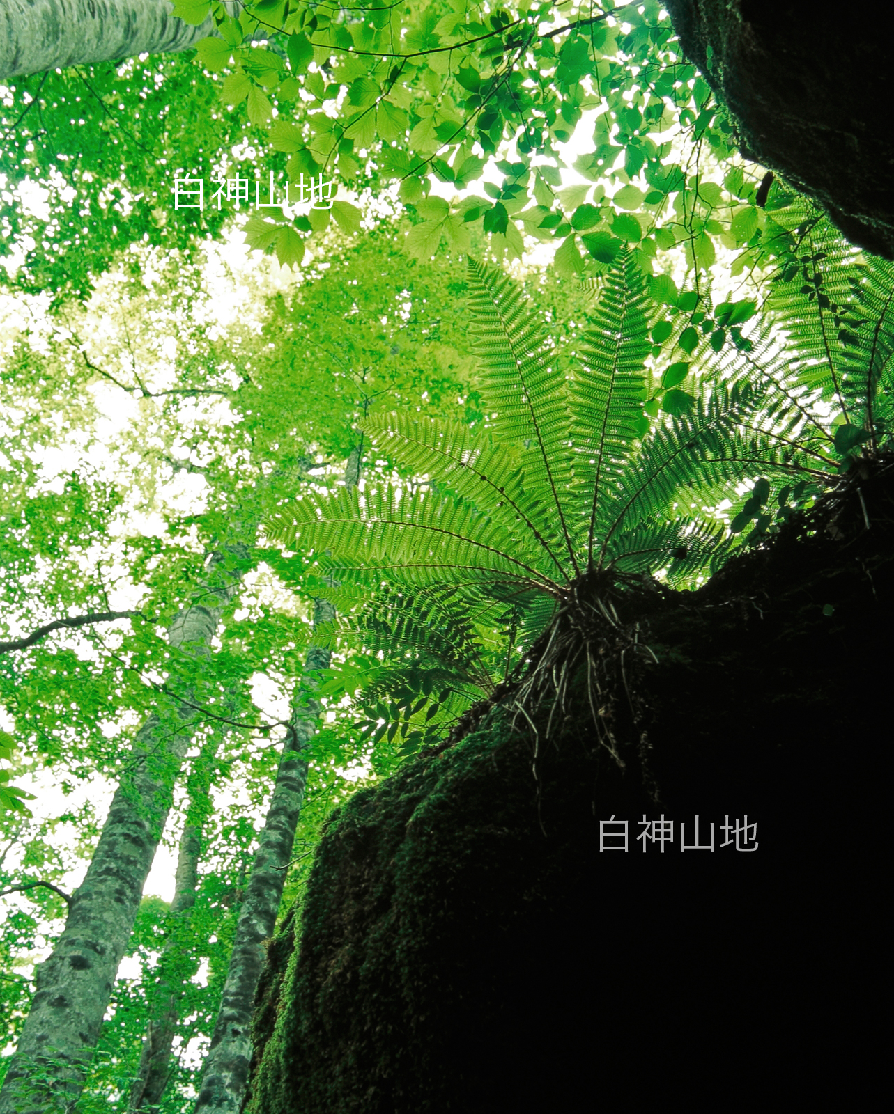 世界自然遺産「白神山地」森の色　新緑のブナ林とシダ　縦　6月　p4ac009