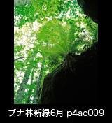 世界自然遺産「白神山地」森の色　新緑のブナ林とシダ　縦　6月　p4ac009