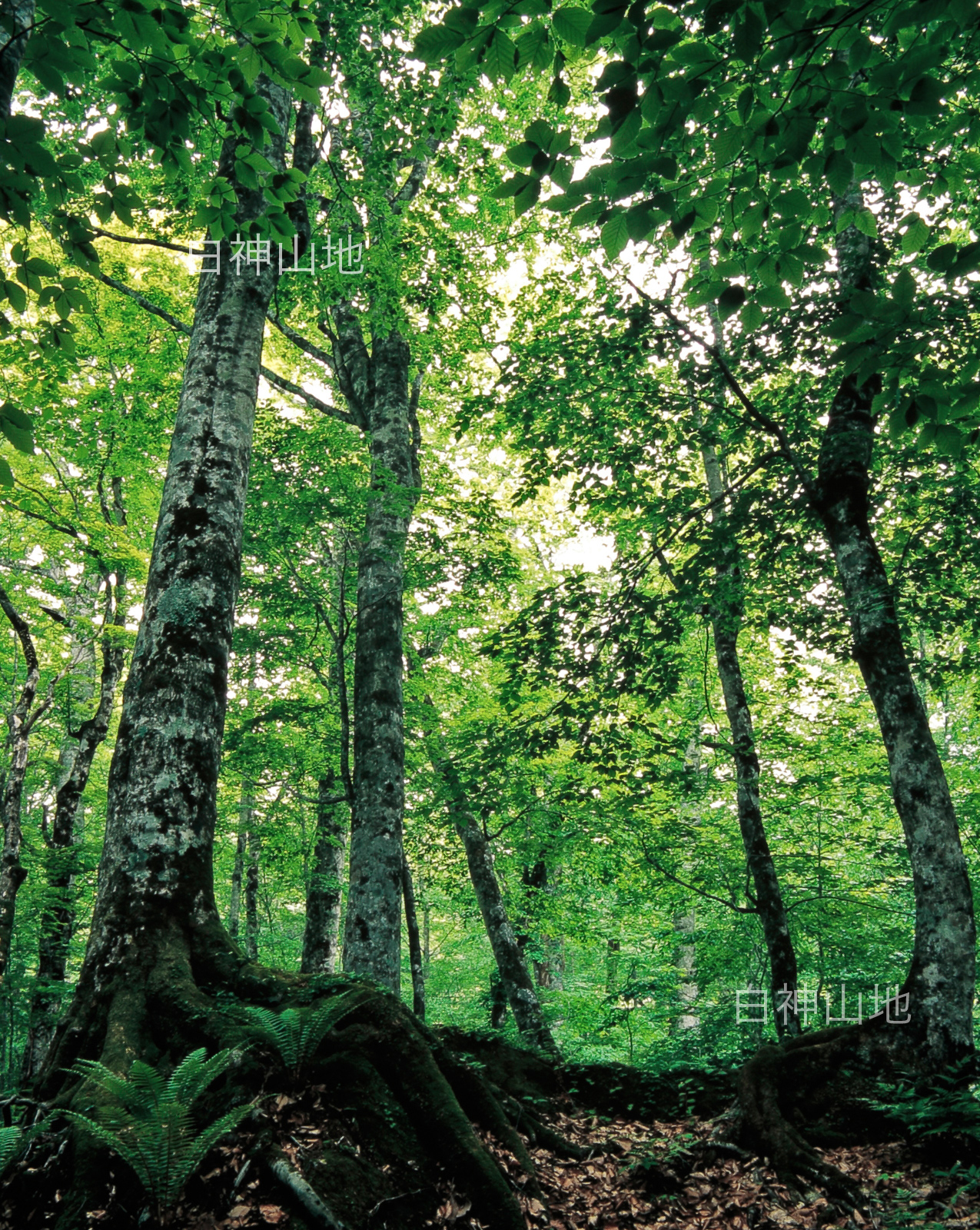 世界自然遺産「白神山地」大木のブナ林　初夏の森　縦　6月　p4ac010