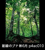 世界自然遺産「白神山地」大木のブナ林　初夏の森　縦　6月　p4ac010