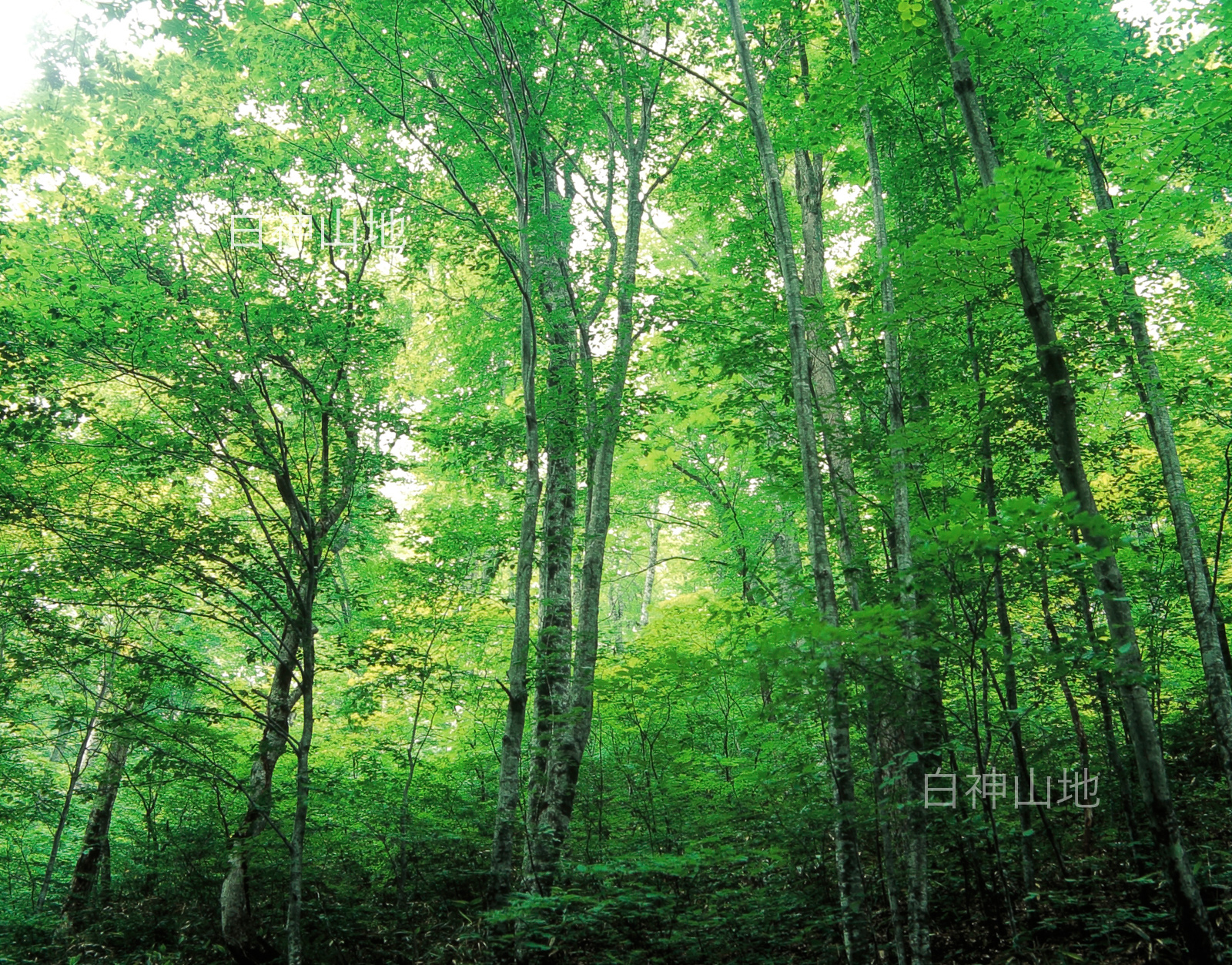 世界自然遺産「白神山地」初夏のブナ林　森の色　6月　p4ac011