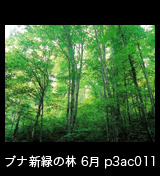 世界自然遺産「白神山地」初夏のブナ林　森の色　6月　p4ac011