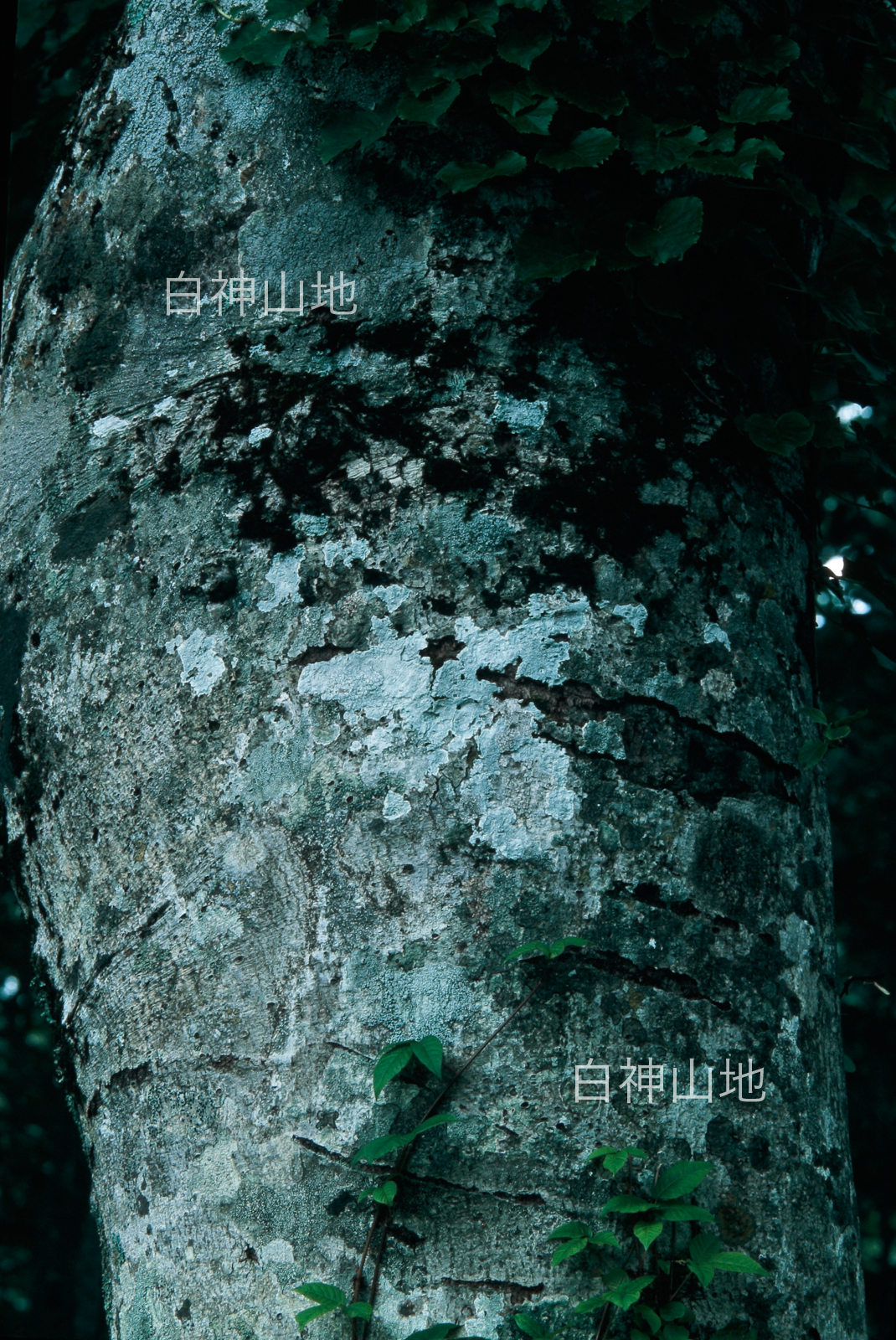 世界自然遺産「白神山地」ブナの木肌　樹皮　森の色　縦　6月　p4ae001