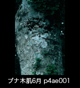 世界自然遺産「白神山地」ブナの木肌　樹皮　森の色　縦　6月　p4ae001