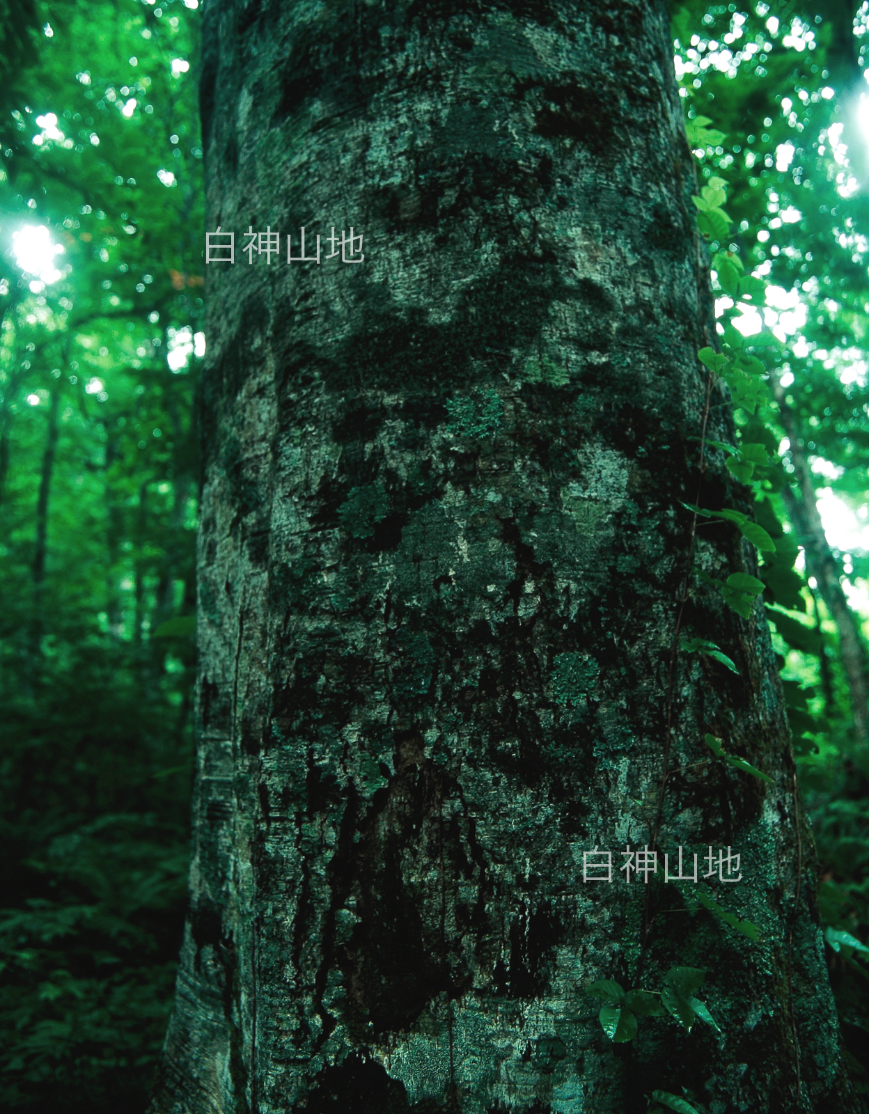 世界自然遺産「白神山地」ブナの木肌　樹皮　森の色　縦　6月　p4ae002