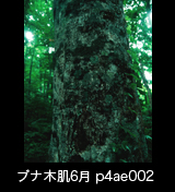 世界自然遺産「白神山地」ブナの木肌　樹皮　森の色　縦　6月　p4ae002