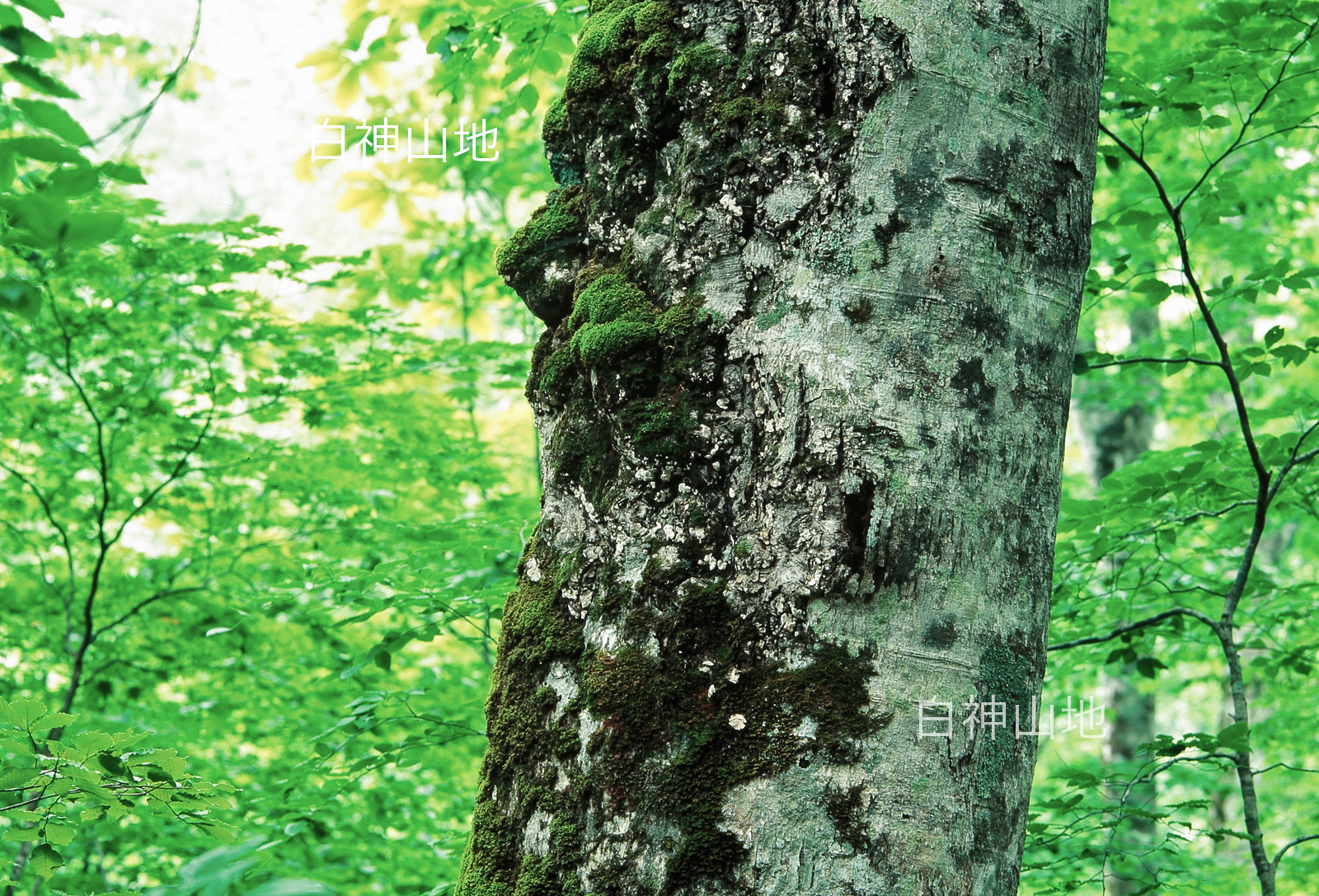 世界自然遺産「白神山地」ブナの木肌　樹皮　森の色　縦　6月　p4ae003