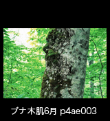 世界自然遺産「白神山地」ブナの木肌　樹皮　森の色　縦　6月　p4ae003