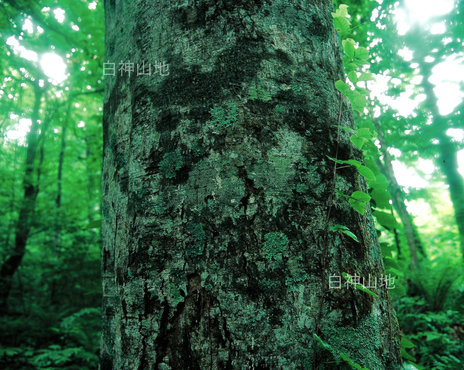 世界自然遺産「白神山地」ブナの木肌　樹皮　森の色　縦　6月　p4ae004