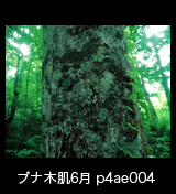 世界自然遺産「白神山地」ブナの木肌　樹皮　森の色　　6月　p4ae004