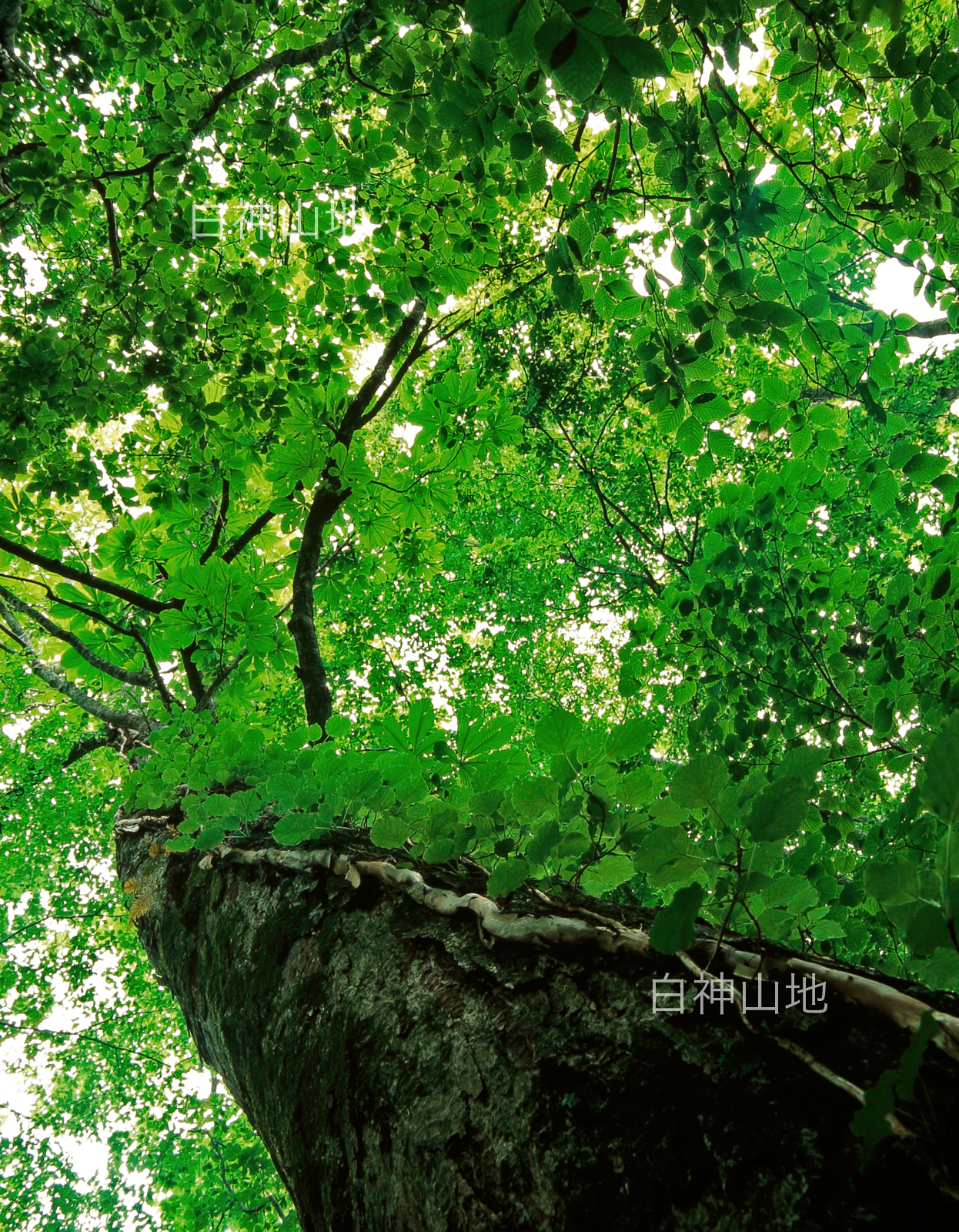 世界自然遺産「白神山地」ブナの緑　森の色　大木　6月　p4b001