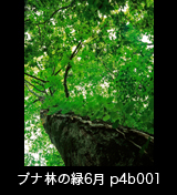世界自然遺産「白神山地」ブナの緑　森の色　大木　6月　p4b001