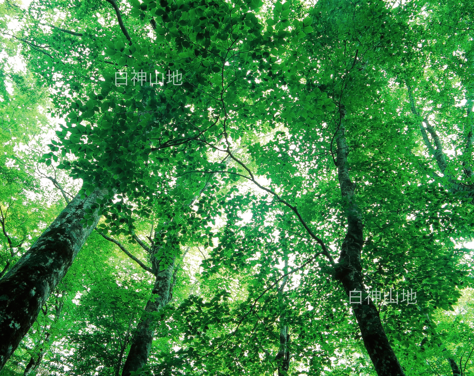 世界自然遺産「白神山地」ブナ林初夏の緑　森の色　6月　p4b002