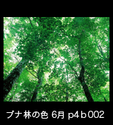 世界自然遺産「白神山地」ブナ林初夏の緑　森の色　6月　p4b002
