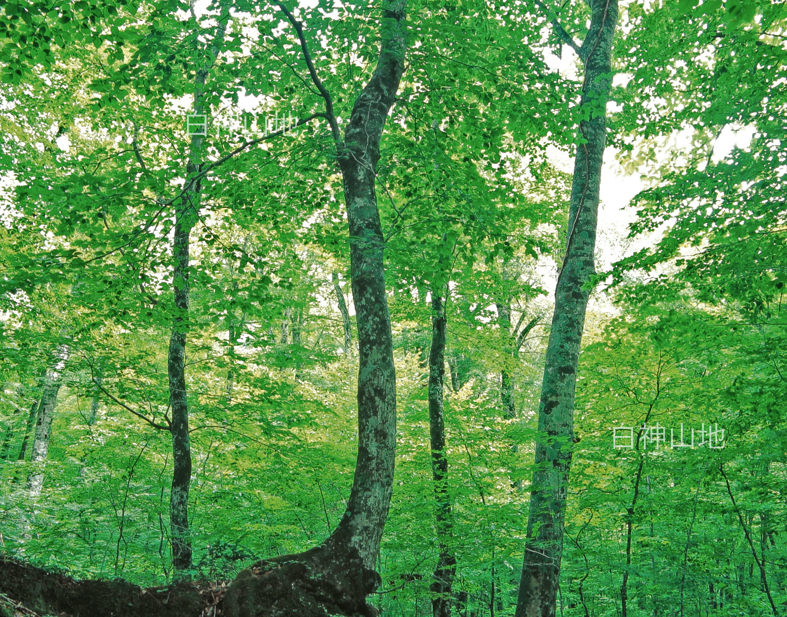 世界自然遺産「白神山地」ブナ林初夏の緑　森の色　6月　p4b003