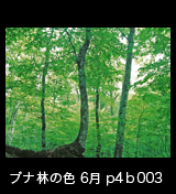 世界自然遺産「白神山地」ブナ林初夏の緑　森の色　6月　p4b003