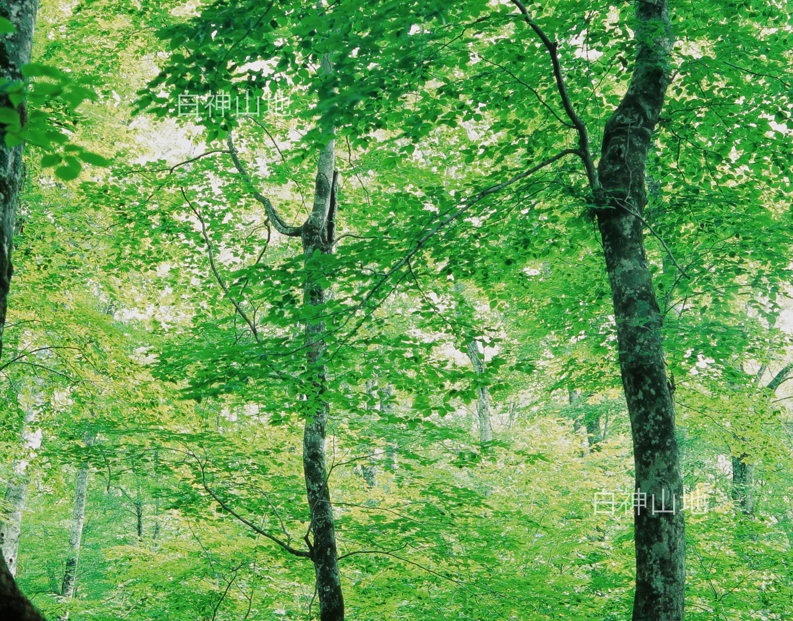 世界自然遺産「白神山地」ブナ林初夏の緑　森の色　6月　p4b004