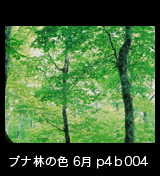 世界自然遺産「白神山地」ブナ林初夏の緑　森の色　6月　p4b004