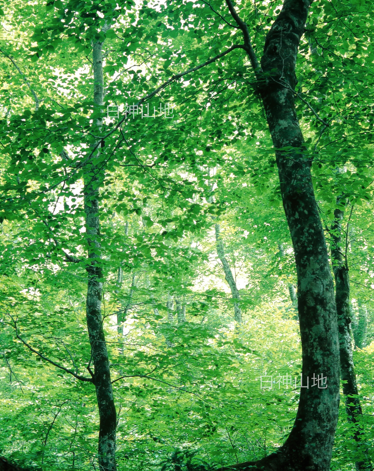 世界自然遺産「白神山地」ブナ林初夏の緑　森の色　縦　6月　p4b005