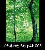 世界自然遺産「白神山地」ブナ林初夏の緑　森の色　縦　6月　p4b005