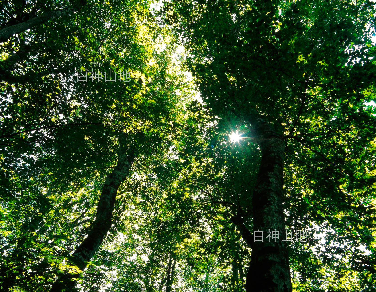 世界自然遺産「白神山地」ブナ林初夏の緑　森の色　木漏れ日　6月　p4b008