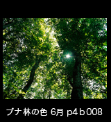 世界自然遺産「白神山地」ブナ林初夏の緑　森の色　木漏れ日　6月　p4b008