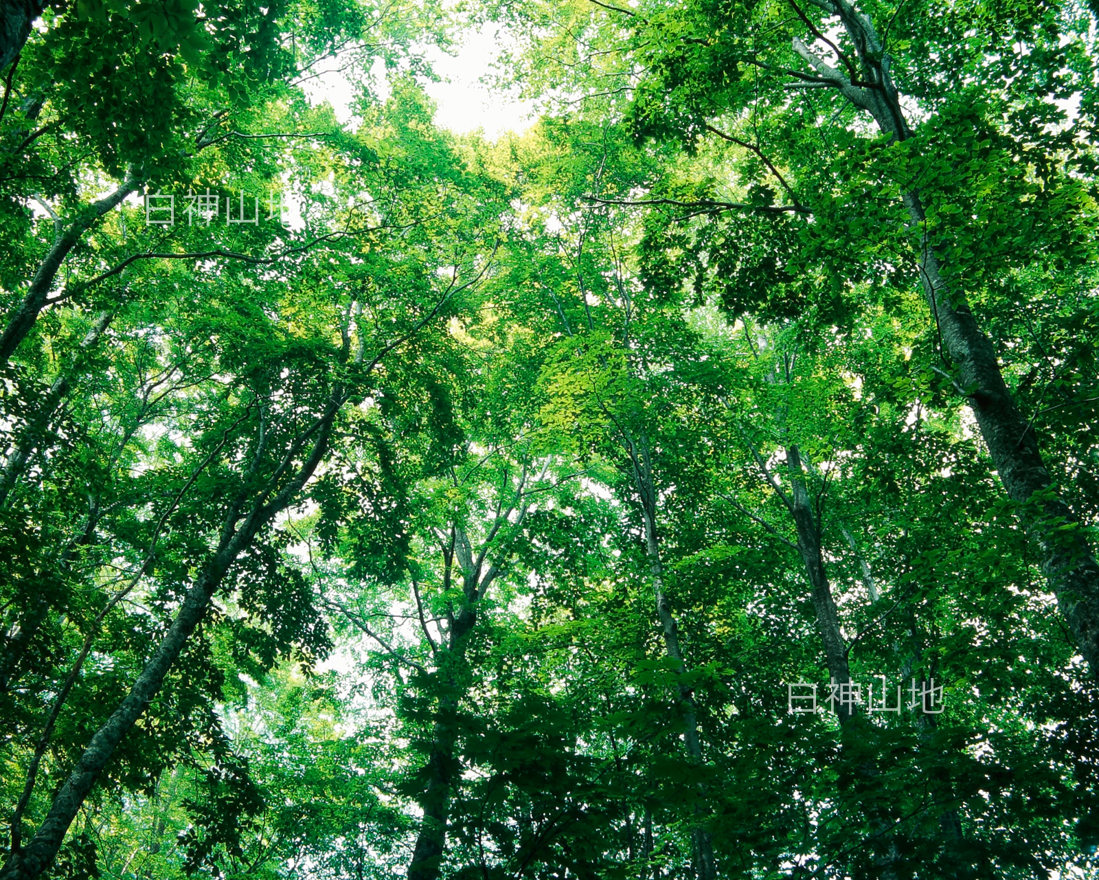 世界自然遺産「白神山地」ブナ林初夏の緑　森の色　6月　p4b009
