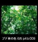 世界自然遺産「白神山地」ブナ林初夏の緑　森の色　6月　p4b009