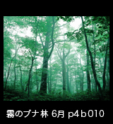 世界自然遺産「白神山地」霧が立ちこめるブナ原生林　6月　p4b010010