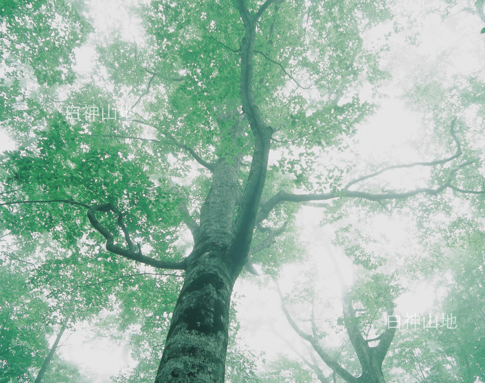 世界自然遺産「白神山地」霧が立ちこめるブナの木立　6月　p4p4b011