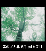 世界自然遺産「白神山地」霧が立ちこめるブナの木立　6月　p4p4b011