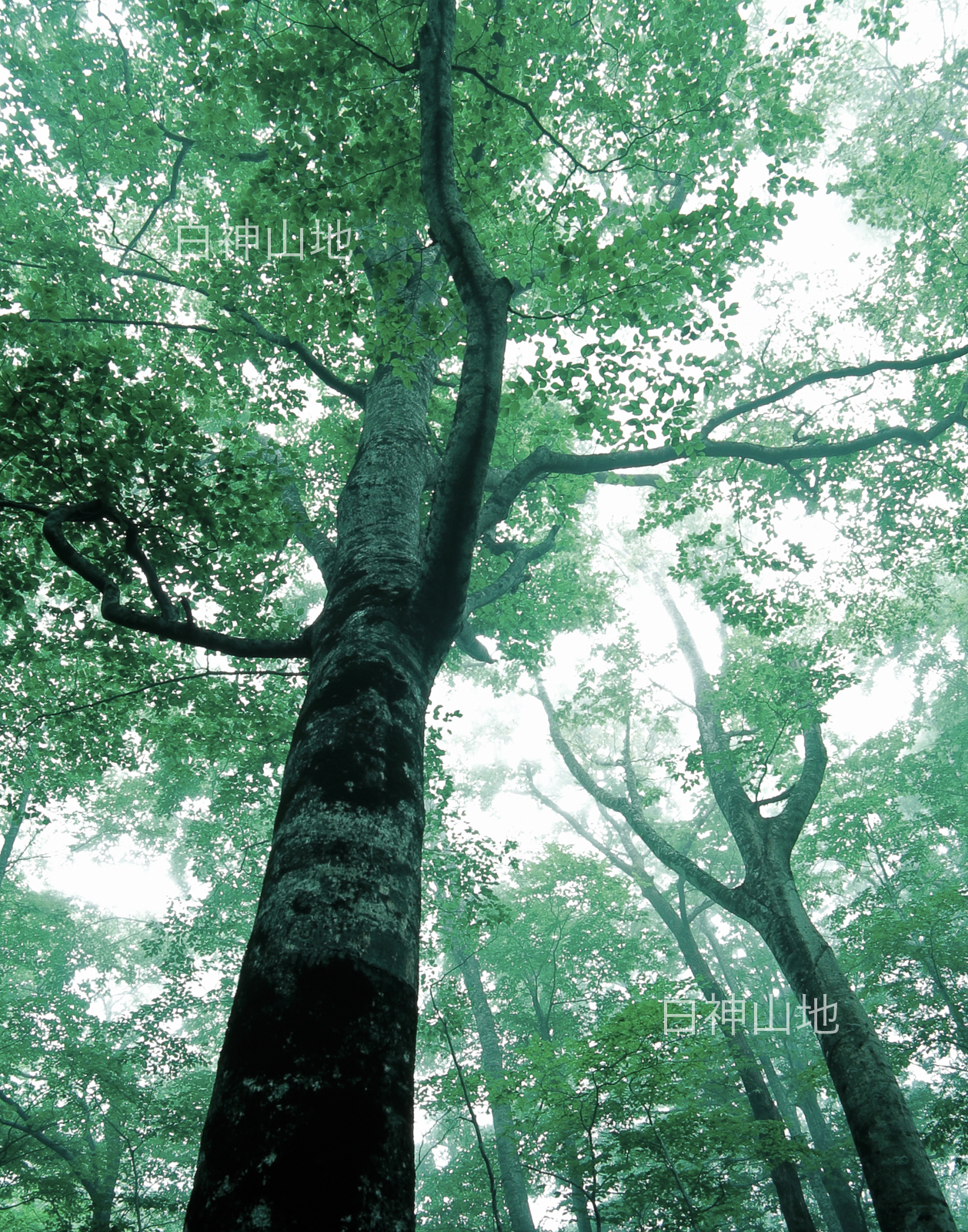 世界自然遺産「白神山地」霧が立ちこめるブナの木立　縦 　6月　p4p4b012