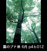 世界自然遺産「白神山地」霧が立ちこめるブナの木立　縦 　6月　p4p4b012