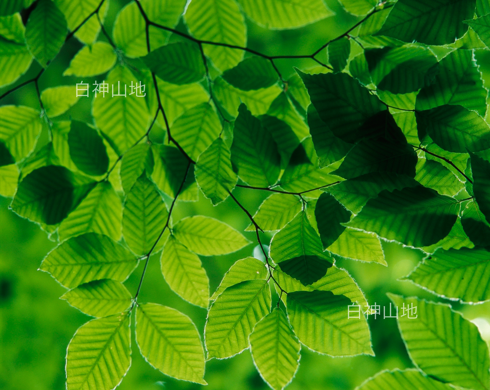 世界自然遺産「白神山地」ブナの葉　森の色 　6月　p4p4b013