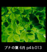 世界自然遺産「白神山地」ブナの葉　森の色 　6月　p4p4b013