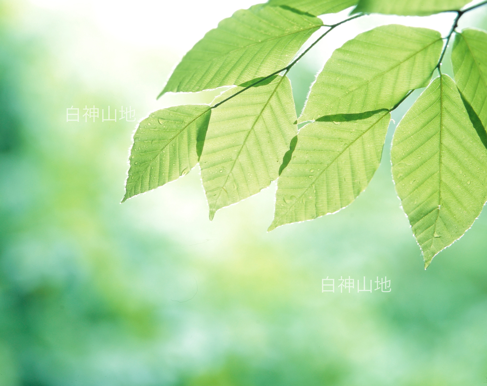 界自然遺産「白神山地」ブナの新葉　森の色 　6月　p4p4b014