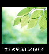 界自然遺産「白神山地」ブナの新葉　森の色 　6月　p4p4b014