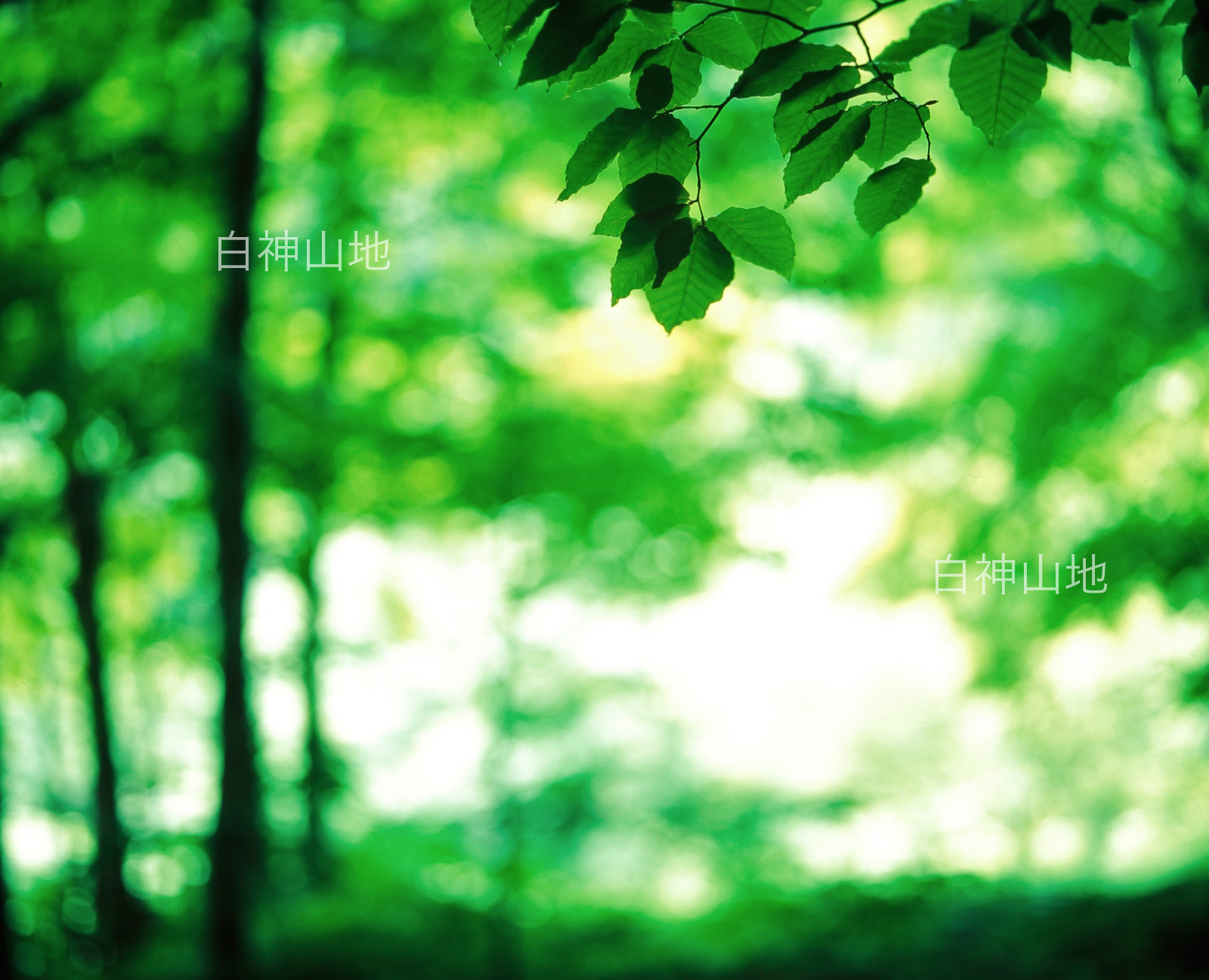 世界自然遺産「白神山地」ブナの葉　森の色 　6月　p4p4b015