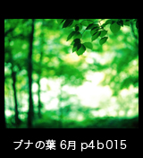 世界自然遺産「白神山地」ブナの葉　森の色 　6月　p4p4b015