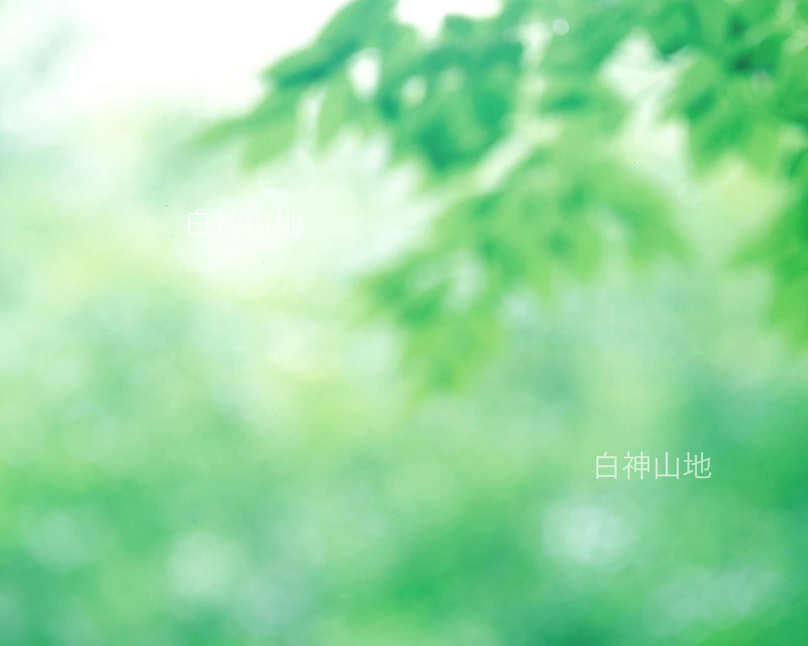 世界自然遺産「白神山地」ブナの緑　森の色 　6月　p4p4b016