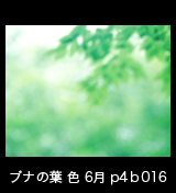世界自然遺産「白神山地」ブナの緑　森の色 　6月　p4p4b016
