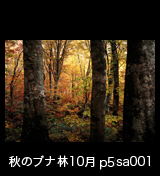 世界自然遺産「白神山地」の秋　ブナ原生林の黄葉紅葉　10月　p5sa001